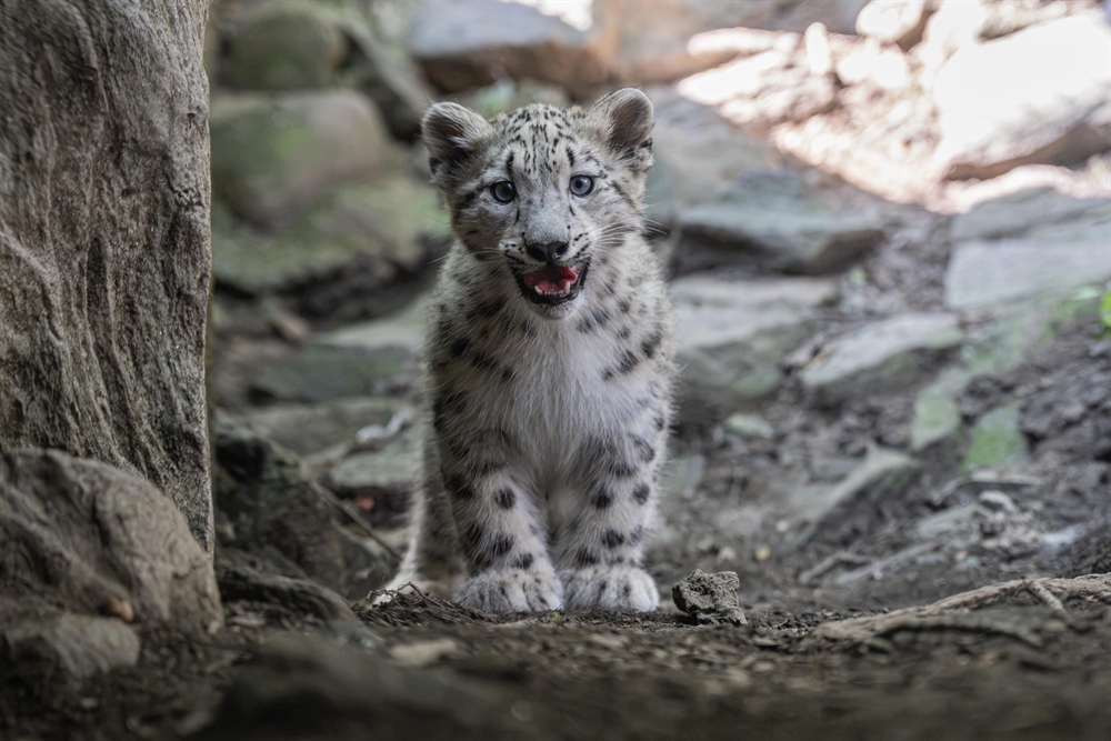 Bronx Zoo Debuts New Snow Leopard Cub, Member of Elusive Species Threatened with Extinction 